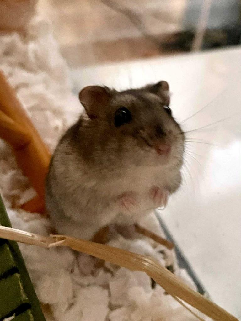 Pecorino, a Adoptable Hamster in Indianapolis, IN image 3/6