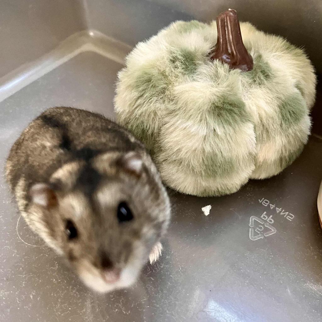 Pecorino, a Adoptable Hamster in Indianapolis, IN image 4/6