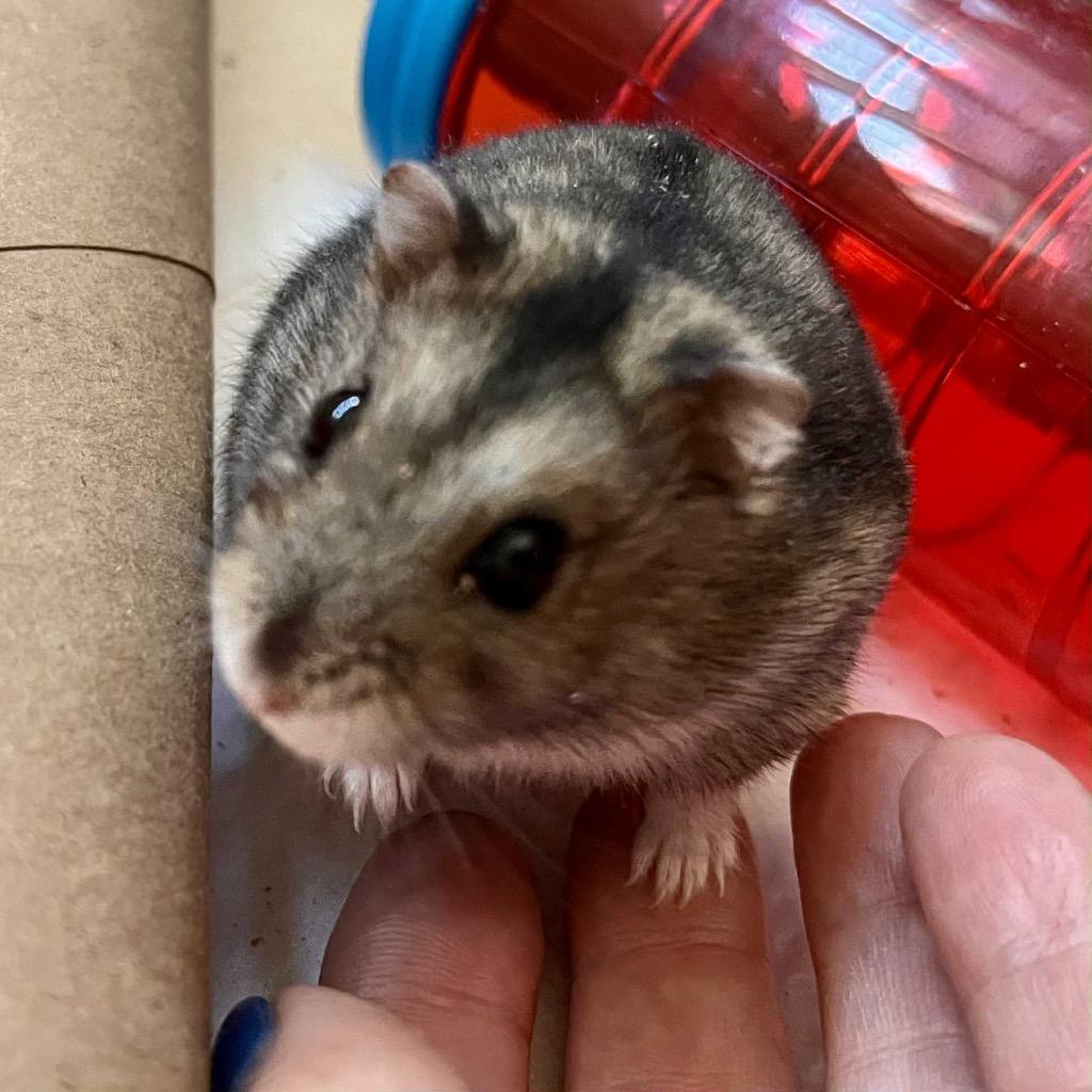 Pecorino, a Adoptable Hamster in Indianapolis, IN image 5/6