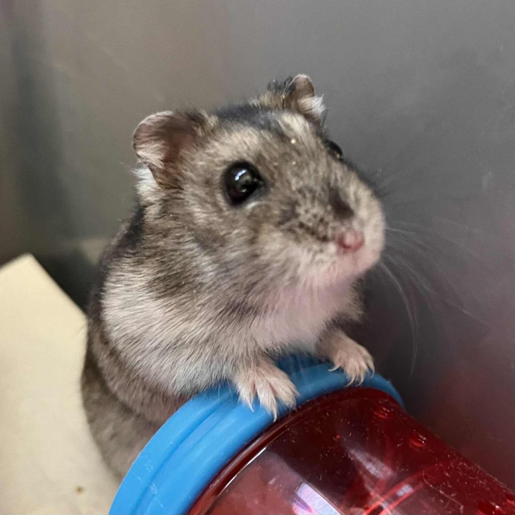 Pecorino, a Adoptable Hamster in Indianapolis, IN image 6/6