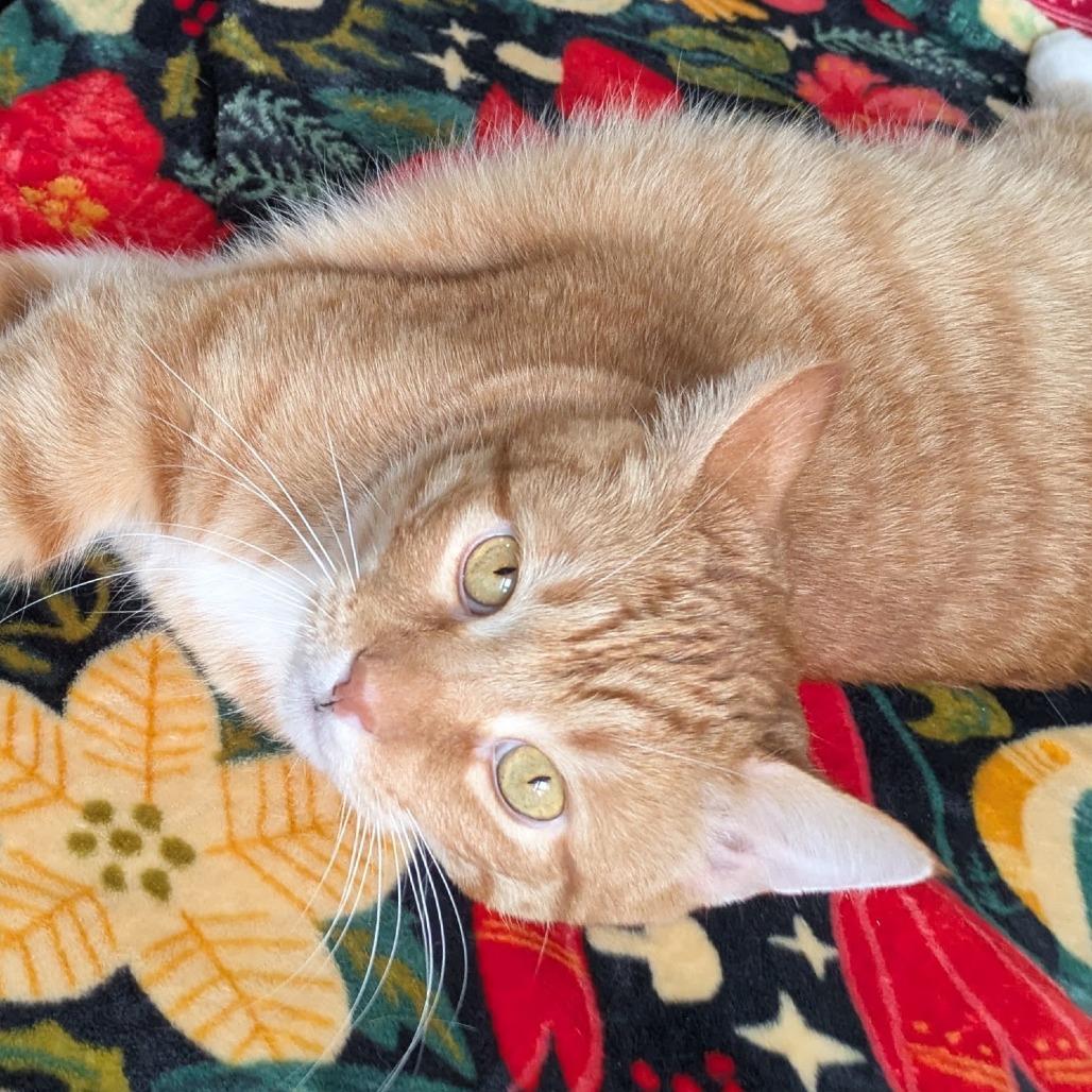 Enlarge Casio, a Adoptable mixed breed in Chicago, IL image 1/6