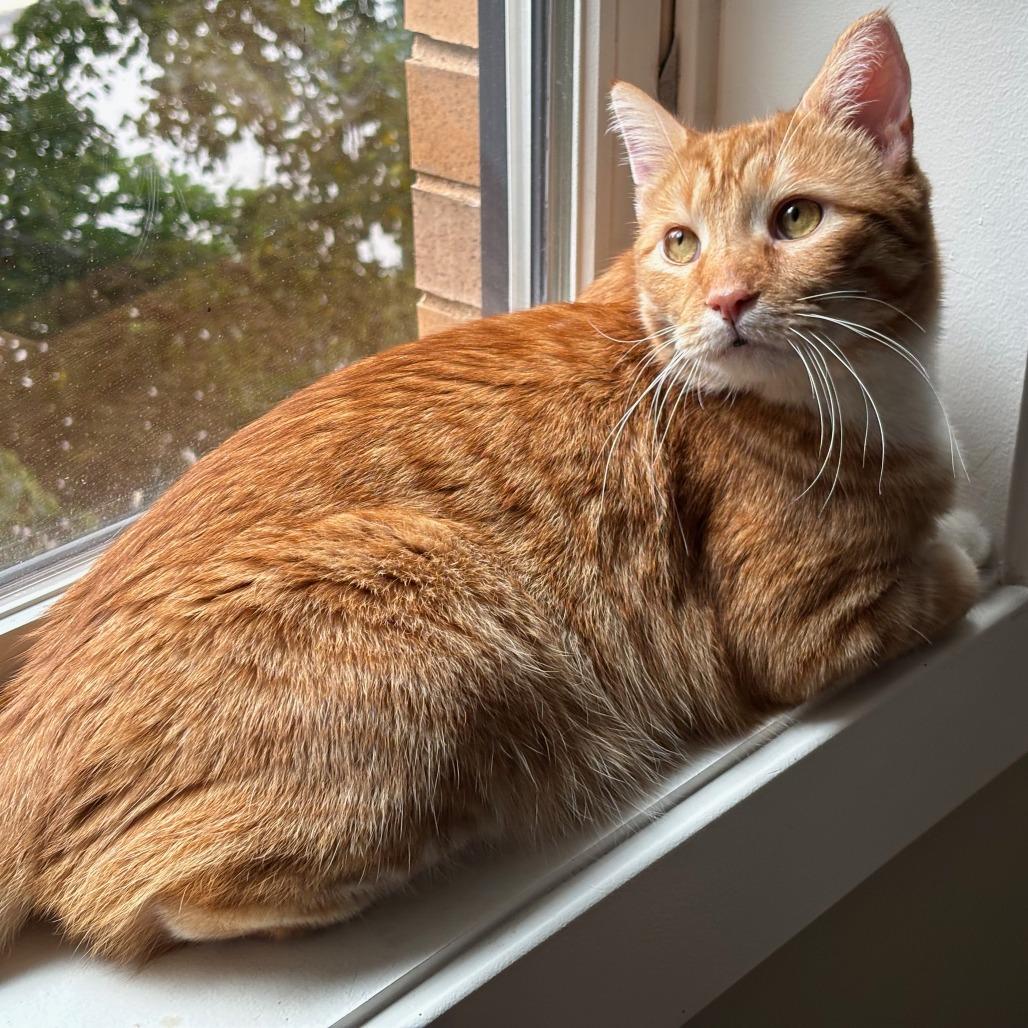 Enlarge Casio, a Adoptable mixed breed in Chicago, IL image 2/6