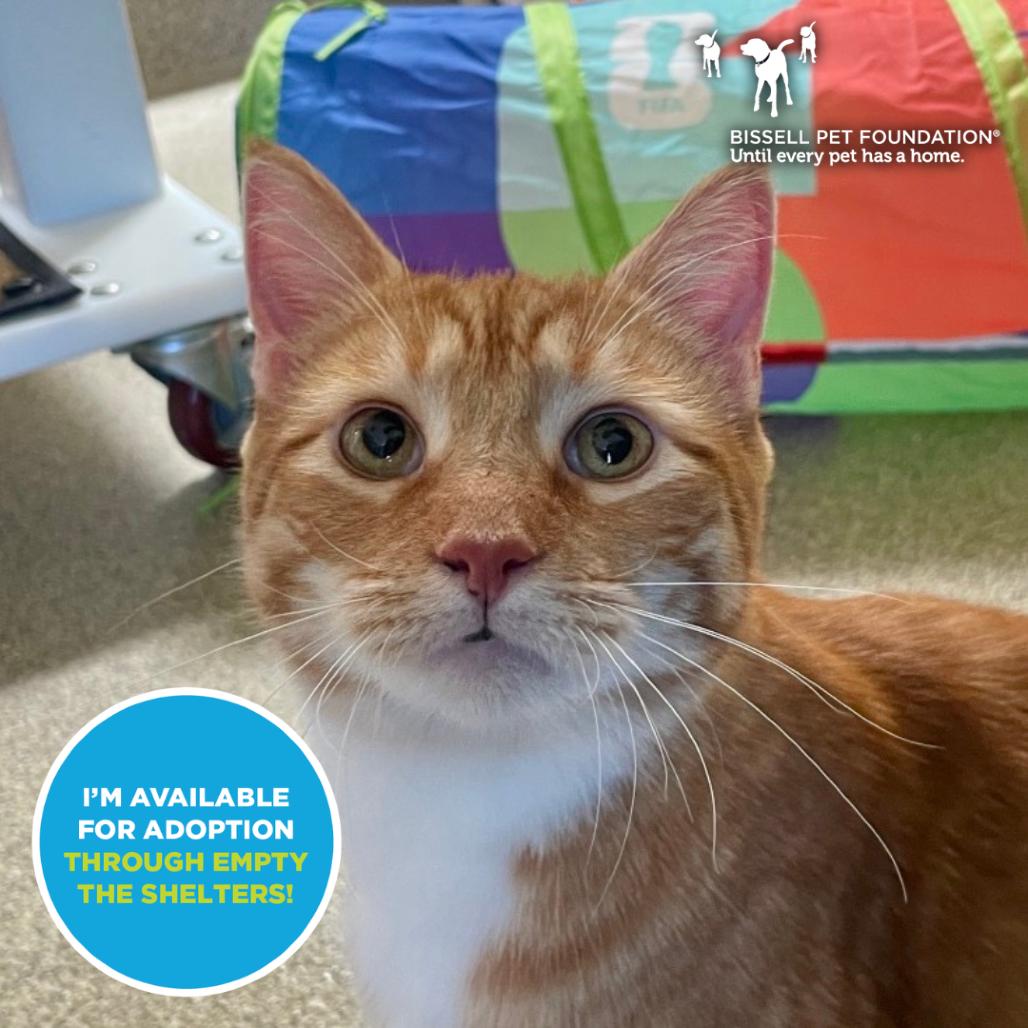 Enlarge Casio, a Adoptable mixed breed in Chicago, IL image 3/6