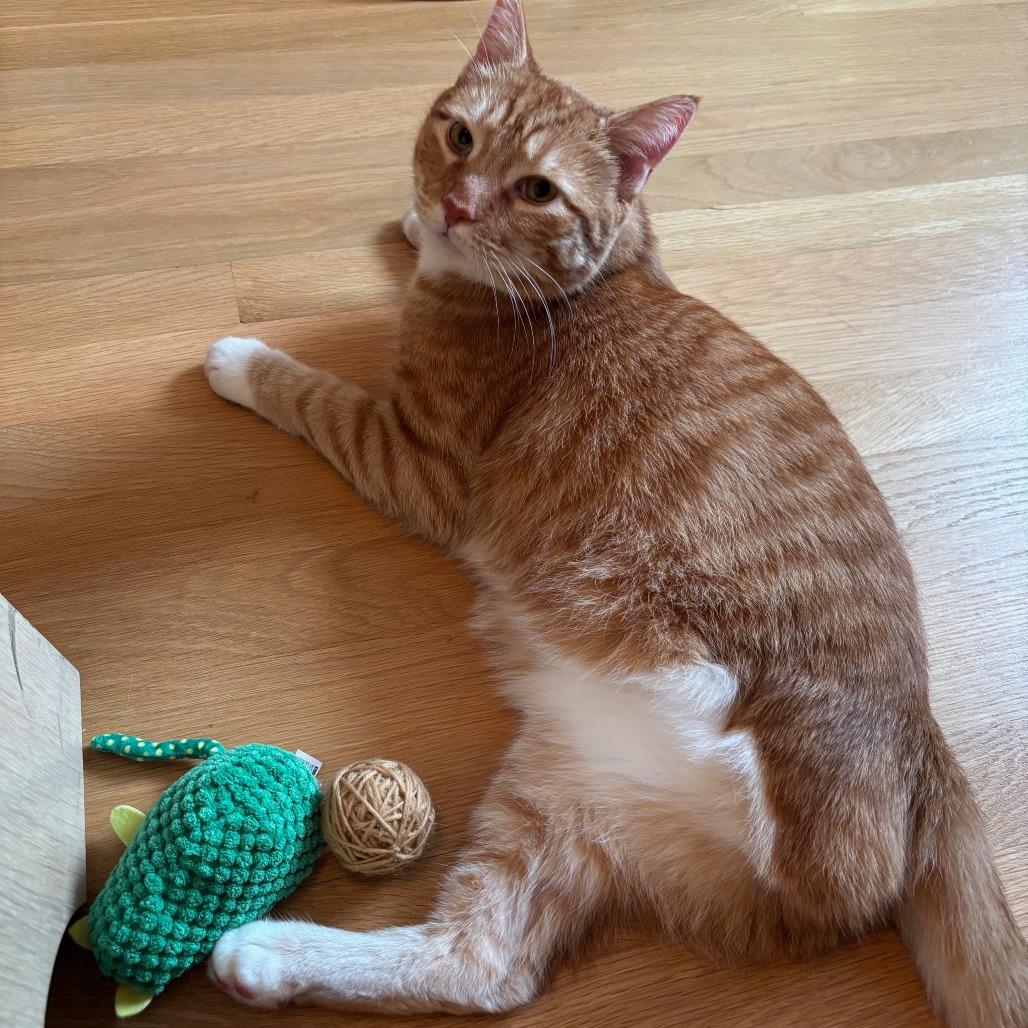 Enlarge Casio, a Adoptable mixed breed in Chicago, IL image 5/6