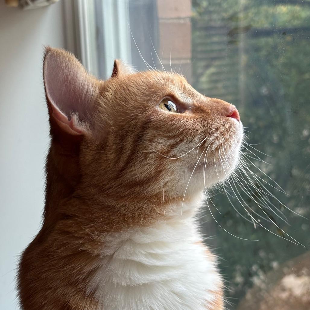 Enlarge Casio, a Adoptable mixed breed in Chicago, IL image 6/6
