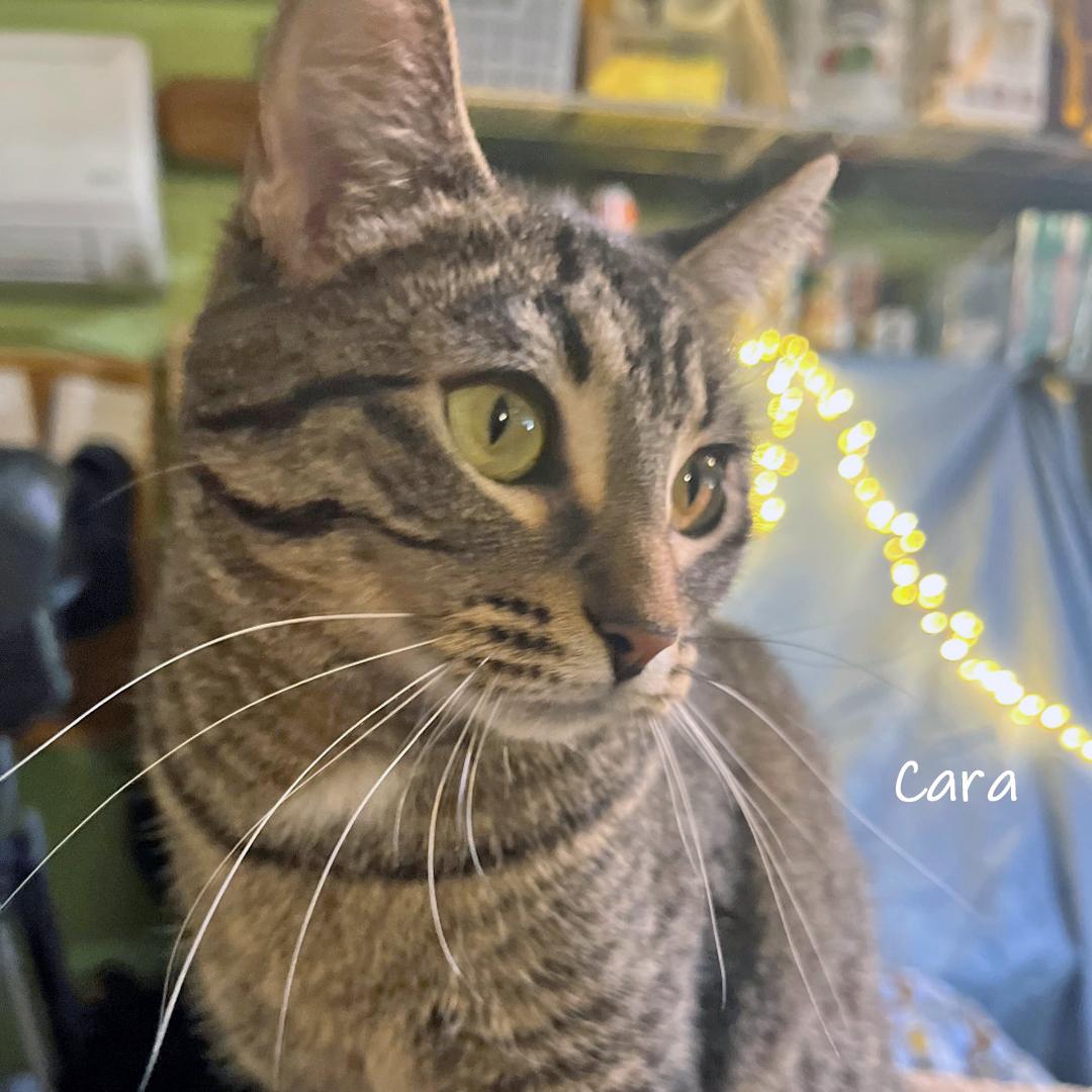 Enlarge Cara, a ADOPTABLE Domestic Short Hair in Chicago, IL image 1/3