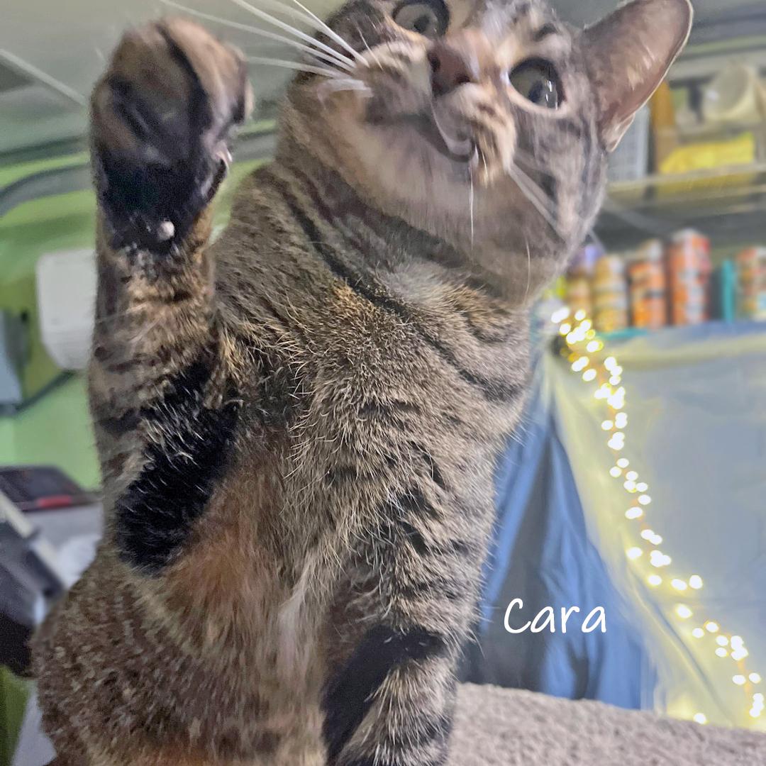 Enlarge Cara, a ADOPTABLE Domestic Short Hair in Chicago, IL image 3/3