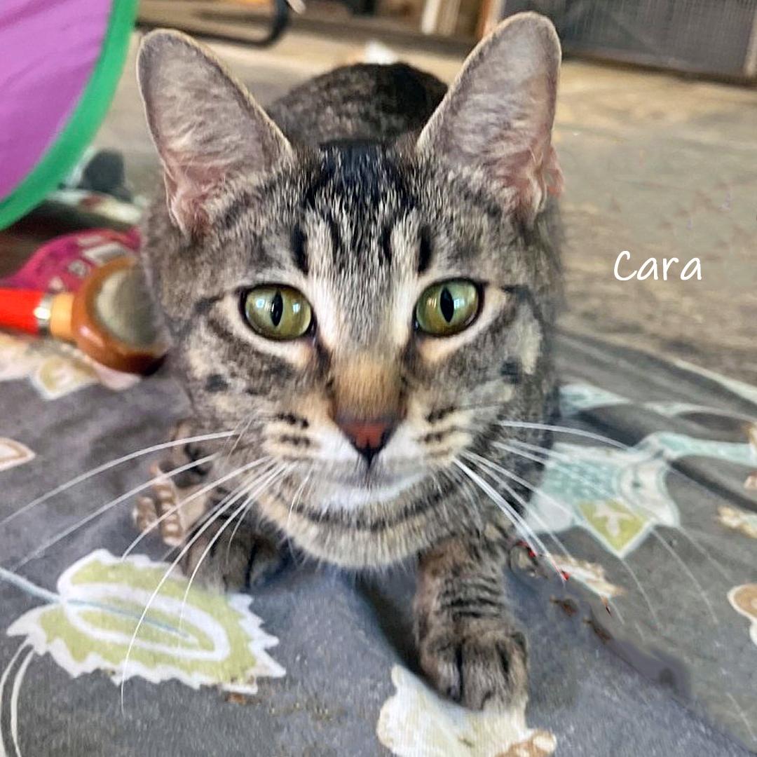 Enlarge Cara, a ADOPTABLE Domestic Short Hair in Chicago, IL image 2/3