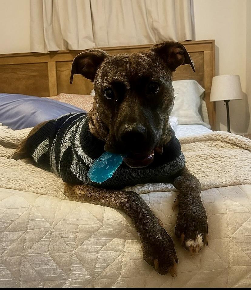 Bridal, a Adoptable mixed breed in Philadelphia, PA image 1/6