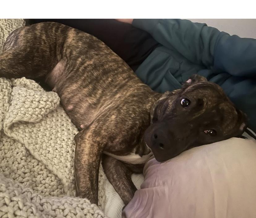 Bridal, a Adoptable mixed breed in Philadelphia, PA image 2/6