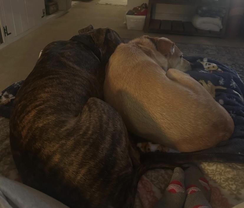 Bridal, a Adoptable mixed breed in Philadelphia, PA image 3/6