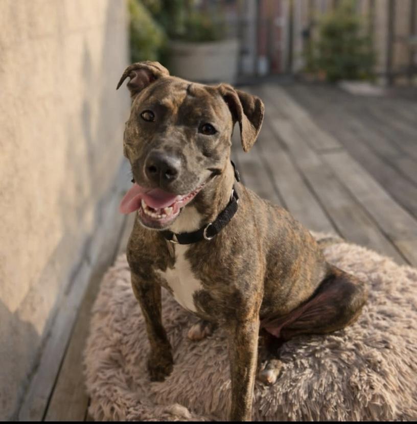 Bridal, Adoptable, Puppy Female Pit Bull Terrier.