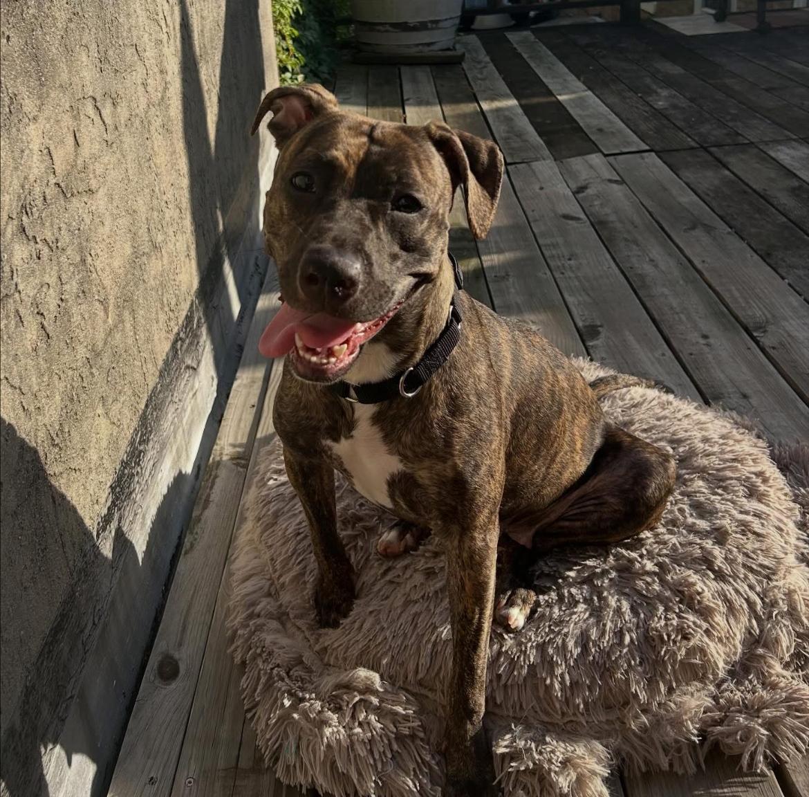 Bridal, a Adoptable mixed breed in Philadelphia, PA image 4/6