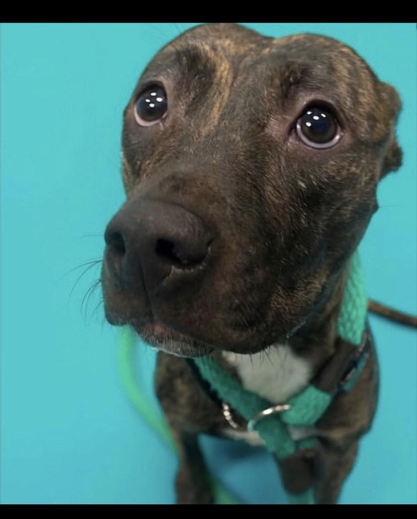 Bridal, a Adoptable mixed breed in Philadelphia, PA image 5/6