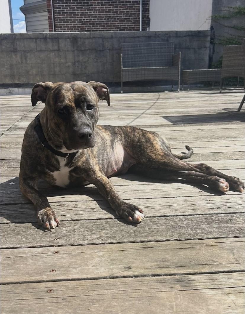 Bridal, a Adoptable mixed breed in Philadelphia, PA image 6/6