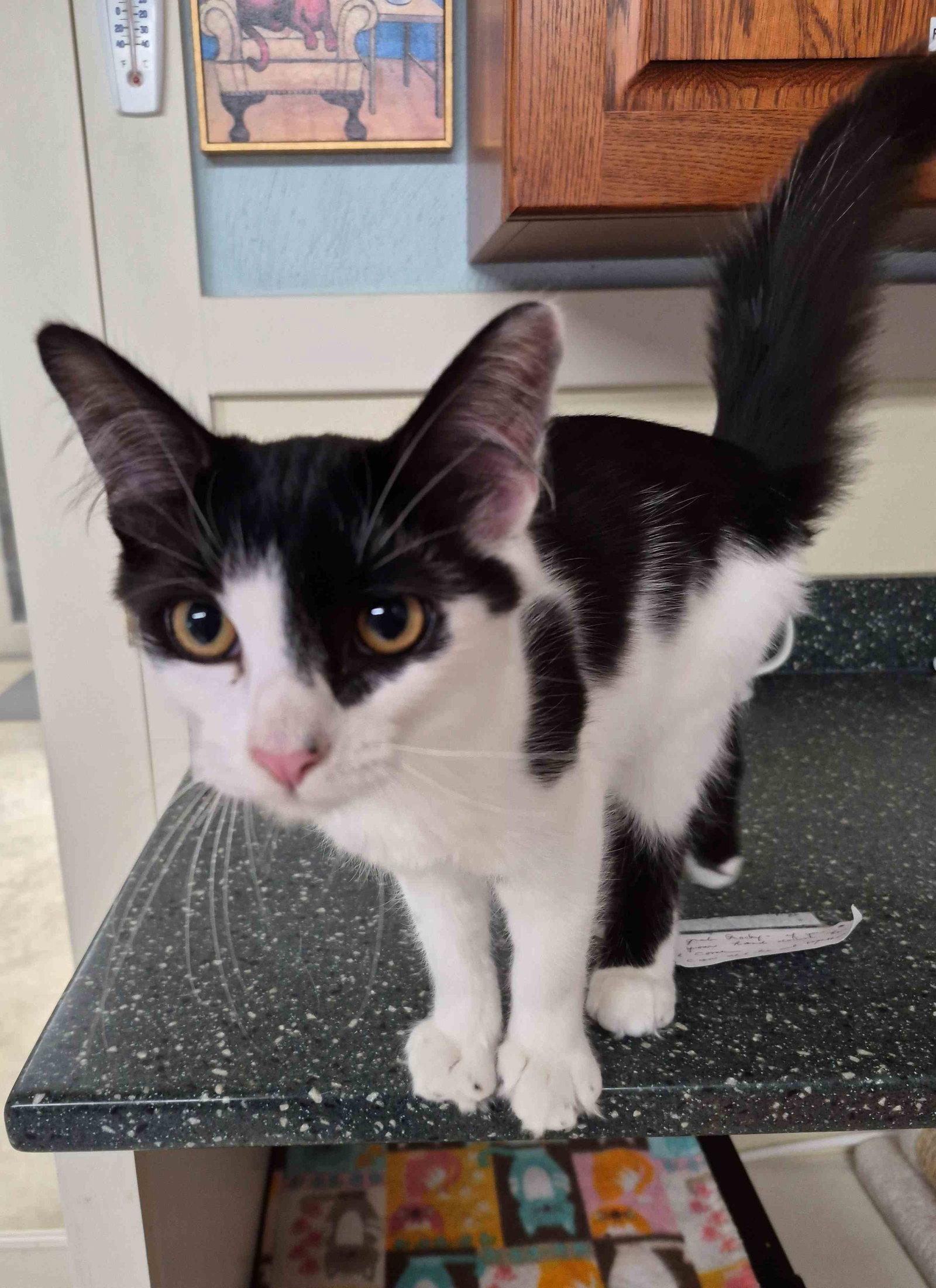 Rocky 5 months, Adoptable, Young Male Domestic Medium Hair.