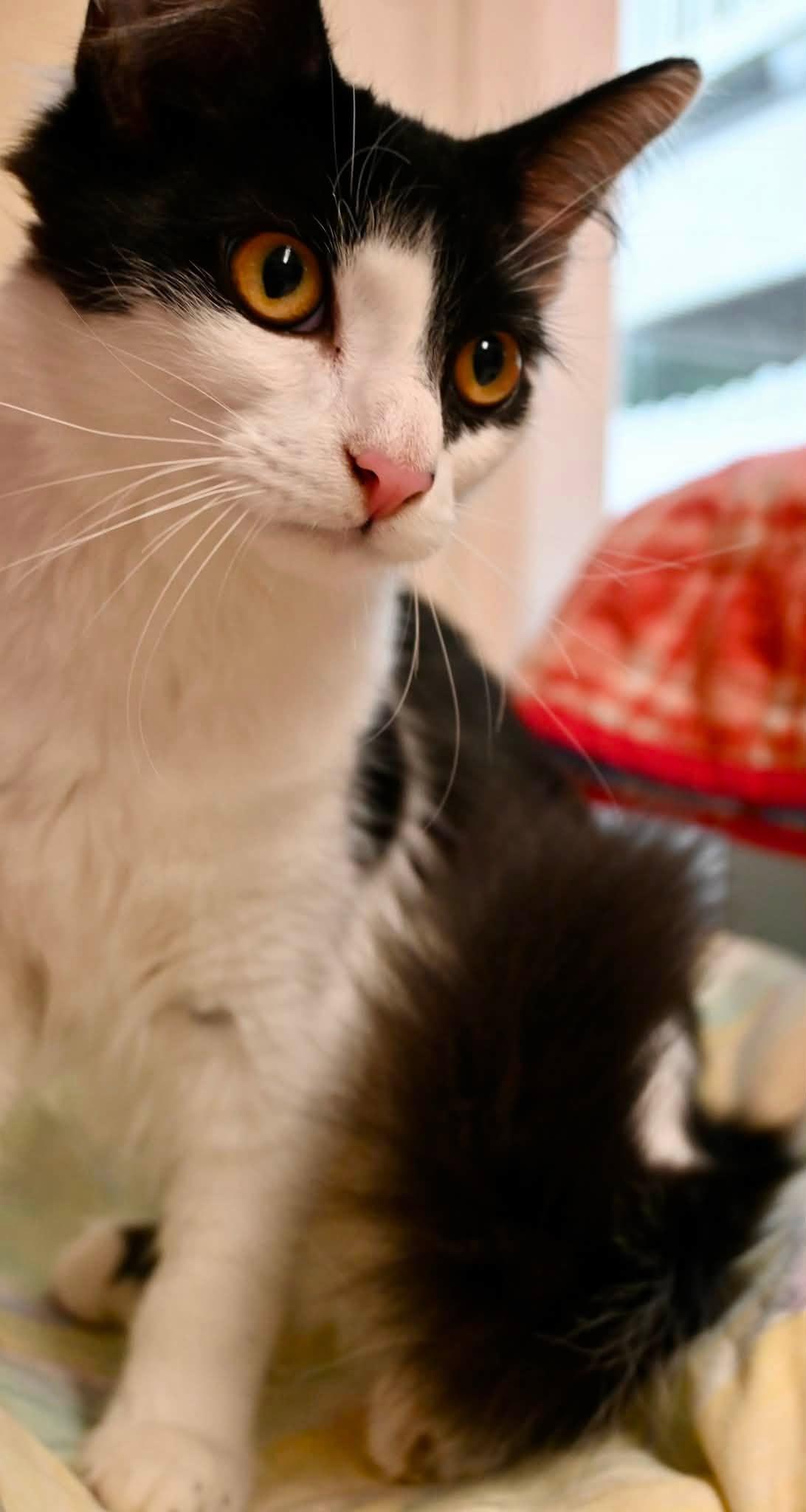 Rocky 5 months, a Adoptable Domestic Medium Hair in Sterling, MA image 2/3
