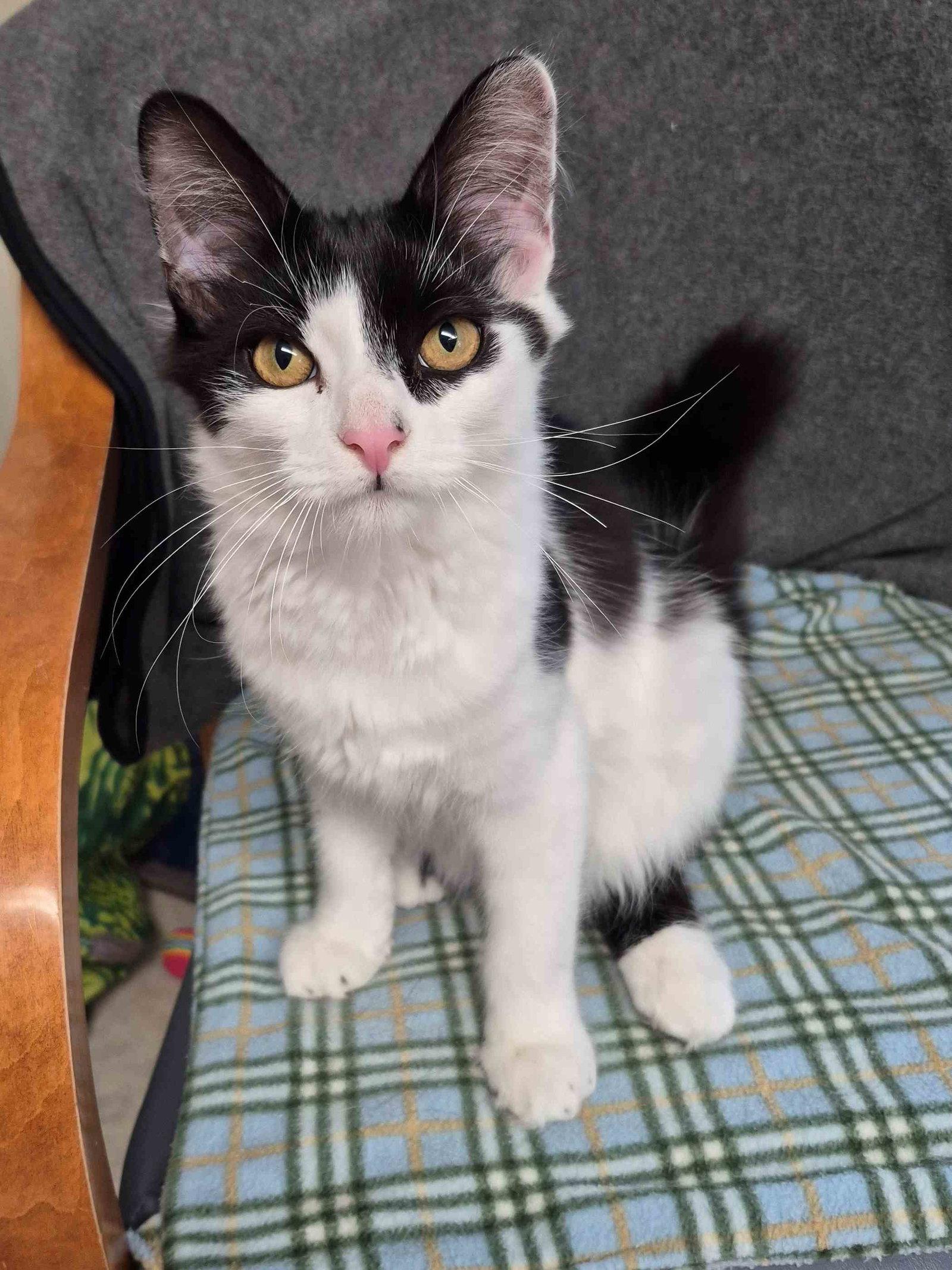 Rocky 5 months, a Adoptable Domestic Medium Hair in Sterling, MA image 3/3