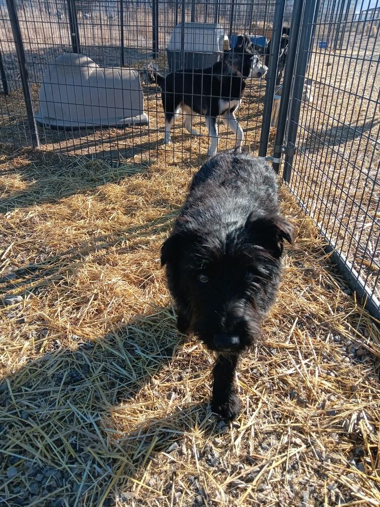 Enlarge Shaggy, a Adoptable mixed breed in Challis, ID image 1/3