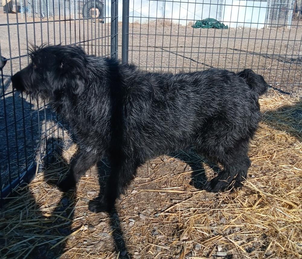 Enlarge Shaggy, a Adoptable mixed breed in Challis, ID image 2/3