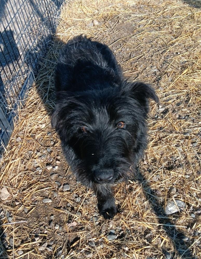 Enlarge Shaggy, a Adoptable mixed breed in Challis, ID image 3/3