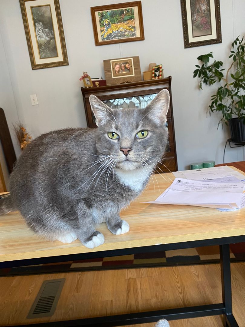 Norman, Adopted, Adult Male Domestic Medium Hair.