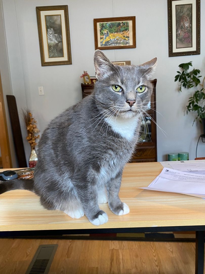 Enlarge Norman, a Adopted Domestic Medium Hair in Downingtown, PA image 2/11