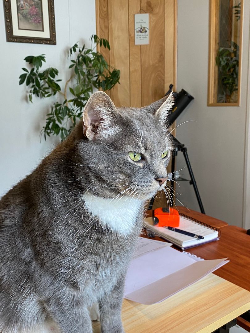 Enlarge Norman, a Adopted Domestic Medium Hair in Downingtown, PA image 3/11