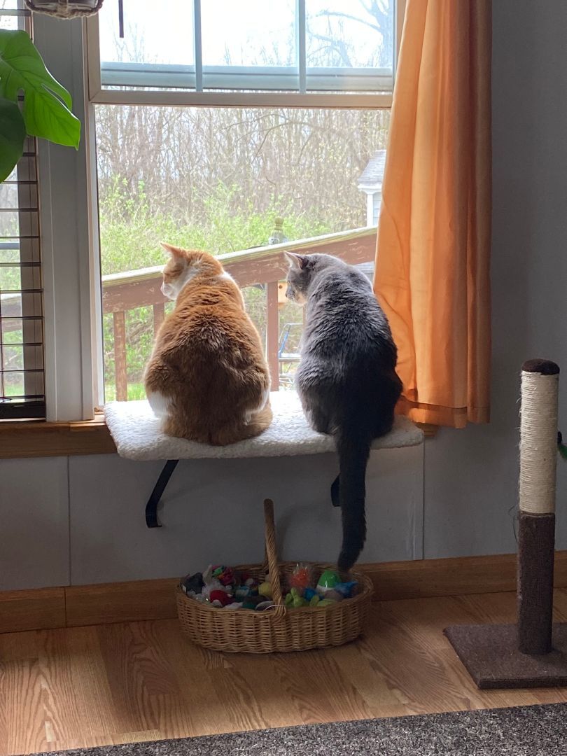 Enlarge Norman, a Adopted Domestic Medium Hair in Downingtown, PA image 4/11