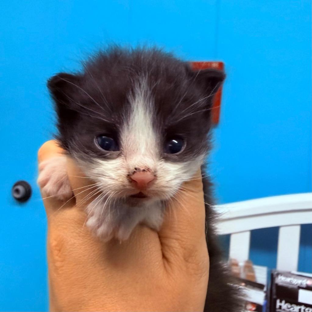 Cookie, Adoptable, Kitten Male Domestic Short Hair.