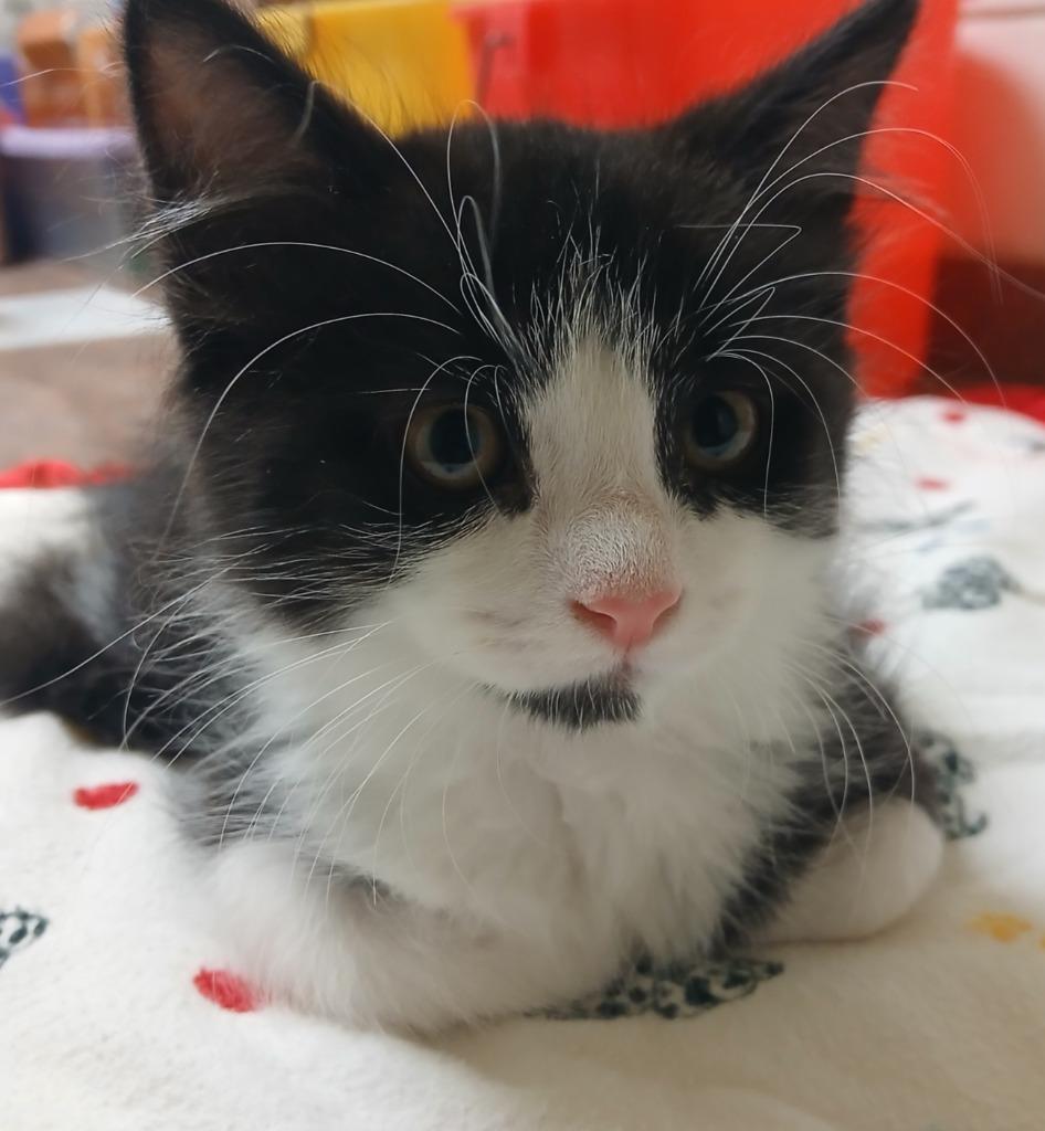 Enlarge Cookie, a Adoptable mixed breed in Utica, MI image 2/3