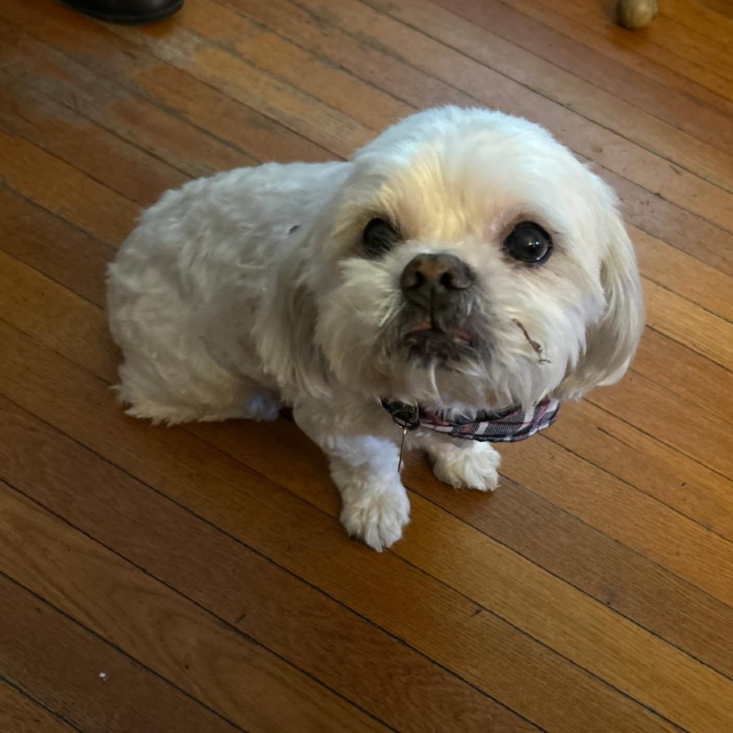 Bentley, Adoptable, Senior Male Mixed Breed & Shih Tzu.