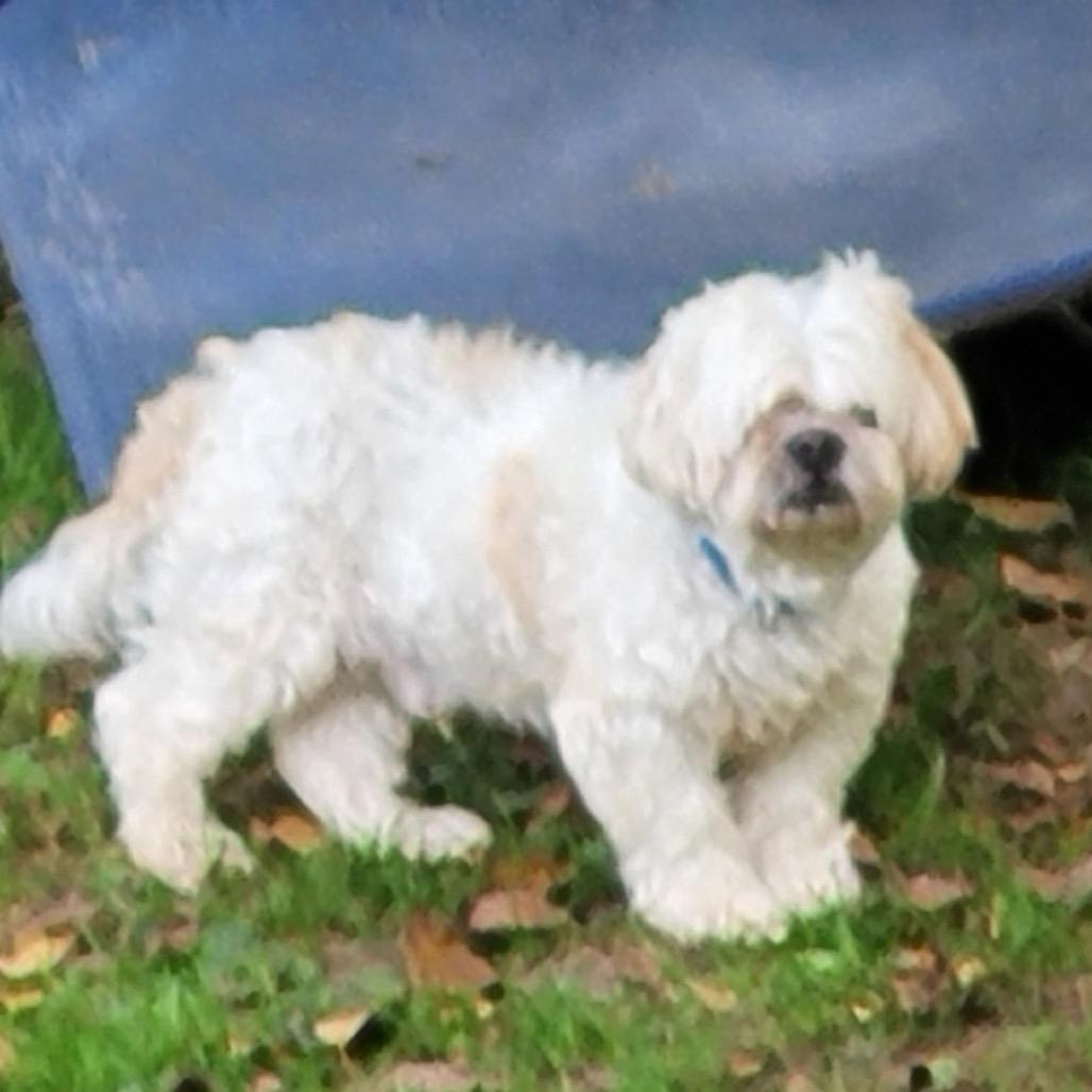 Enlarge Bentley, a Adoptable mixed breed in Tunkhannock, PA image 2/3