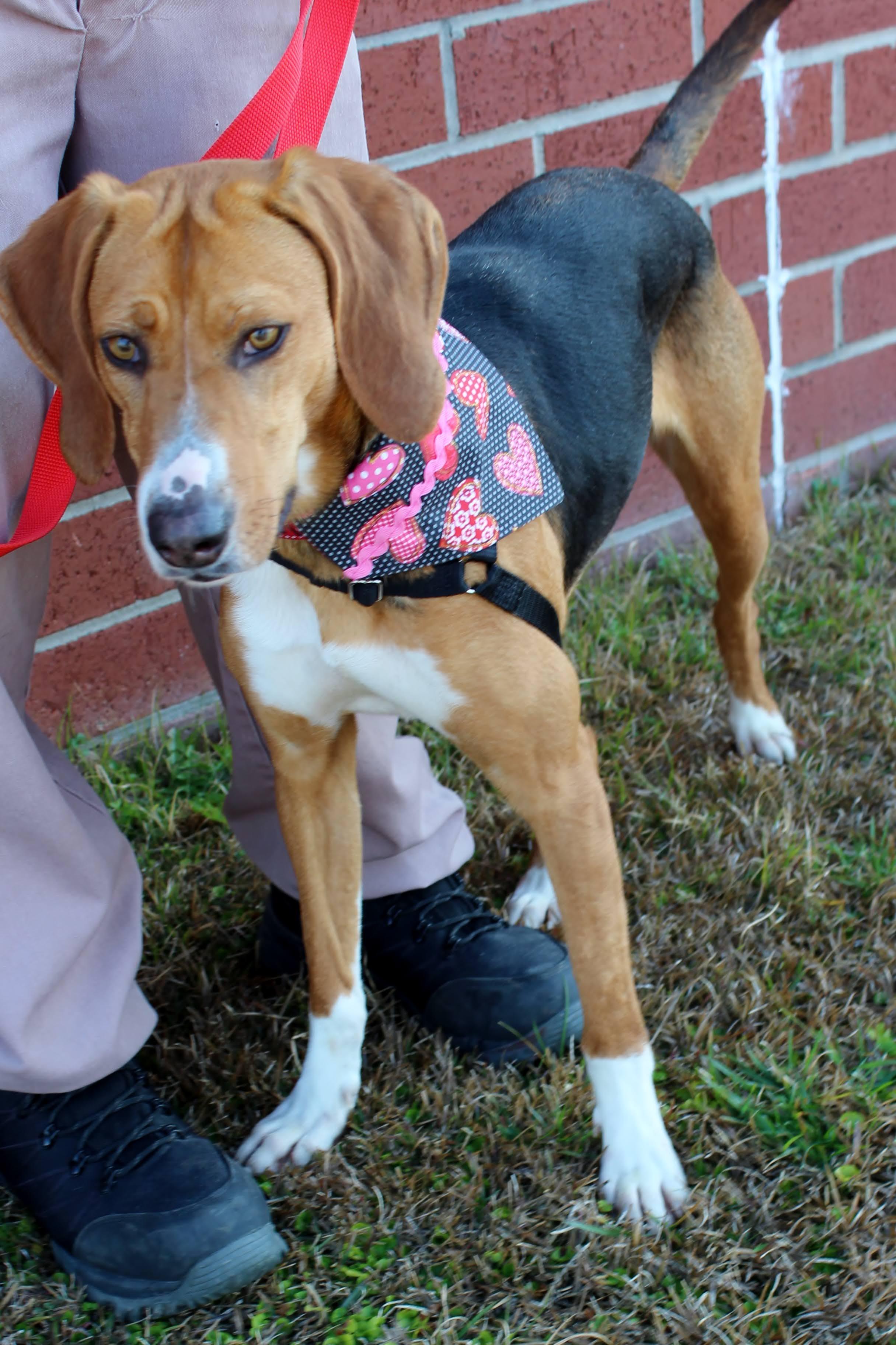 Enlarge Slinky, a ADOPTABLE mixed breed in Burgaw, NC image 1/1