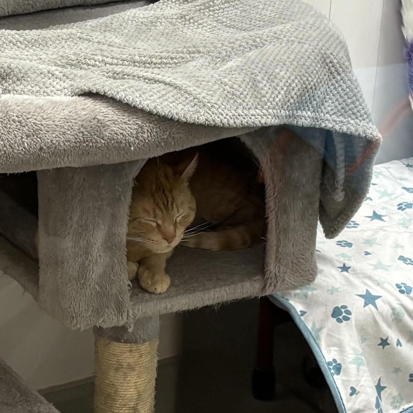 Enlarge Cheddar, an adopted Domestic Short Hair in Columbus , OH image 1/1