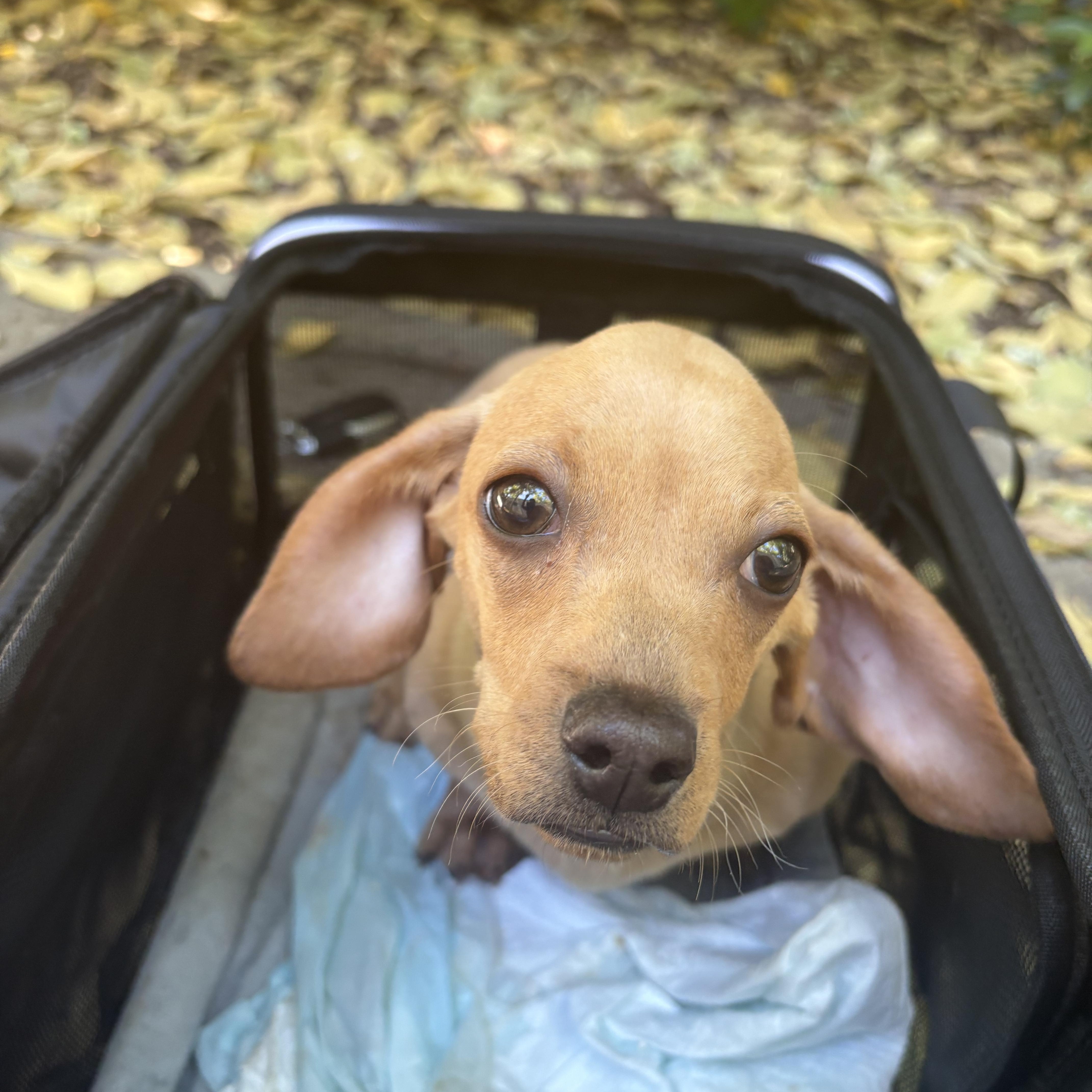 Enlarge Basil , a Adoptable Dachshund in Oakland, CA image 2/5