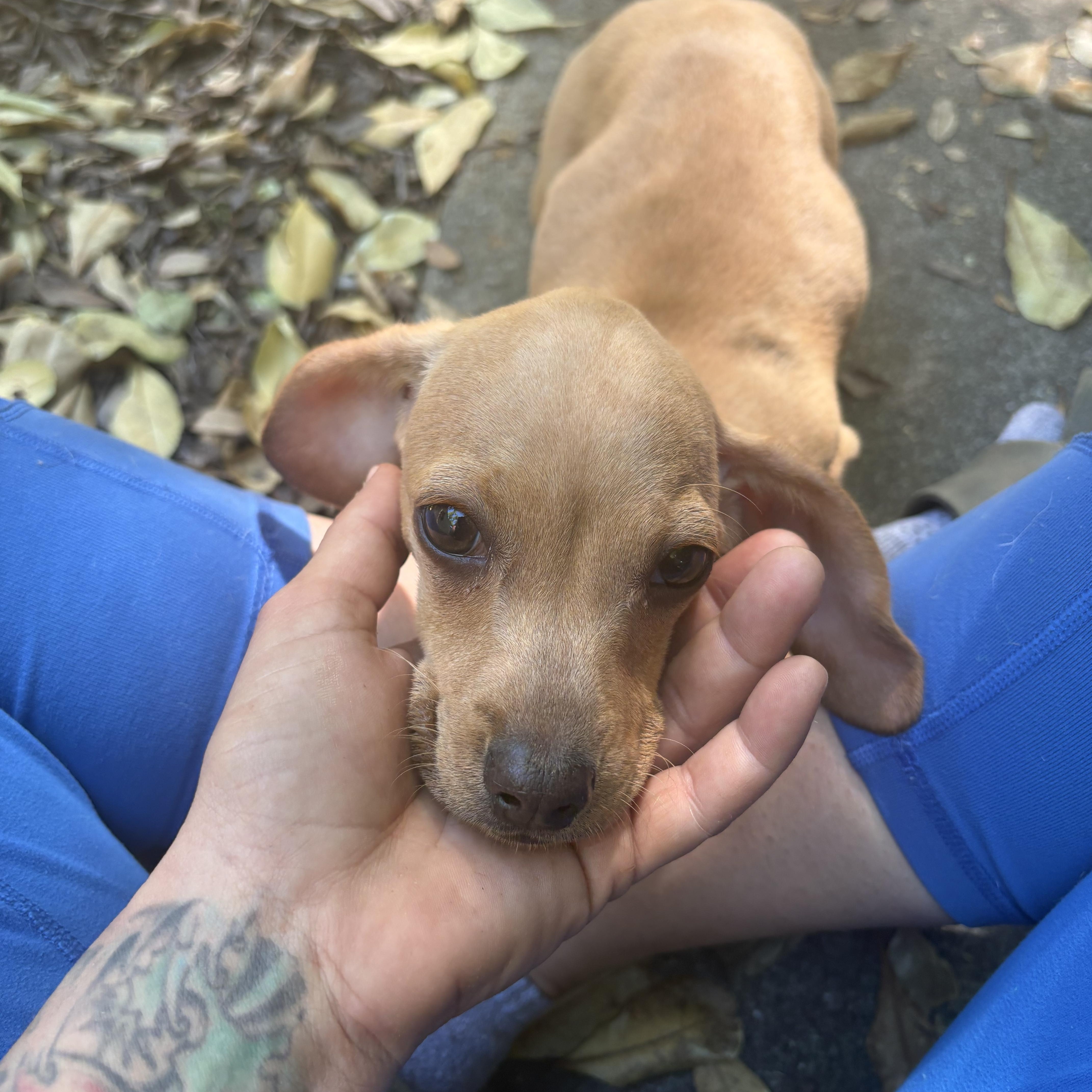 Enlarge Basil , a Adoptable Dachshund in Oakland, CA image 4/5