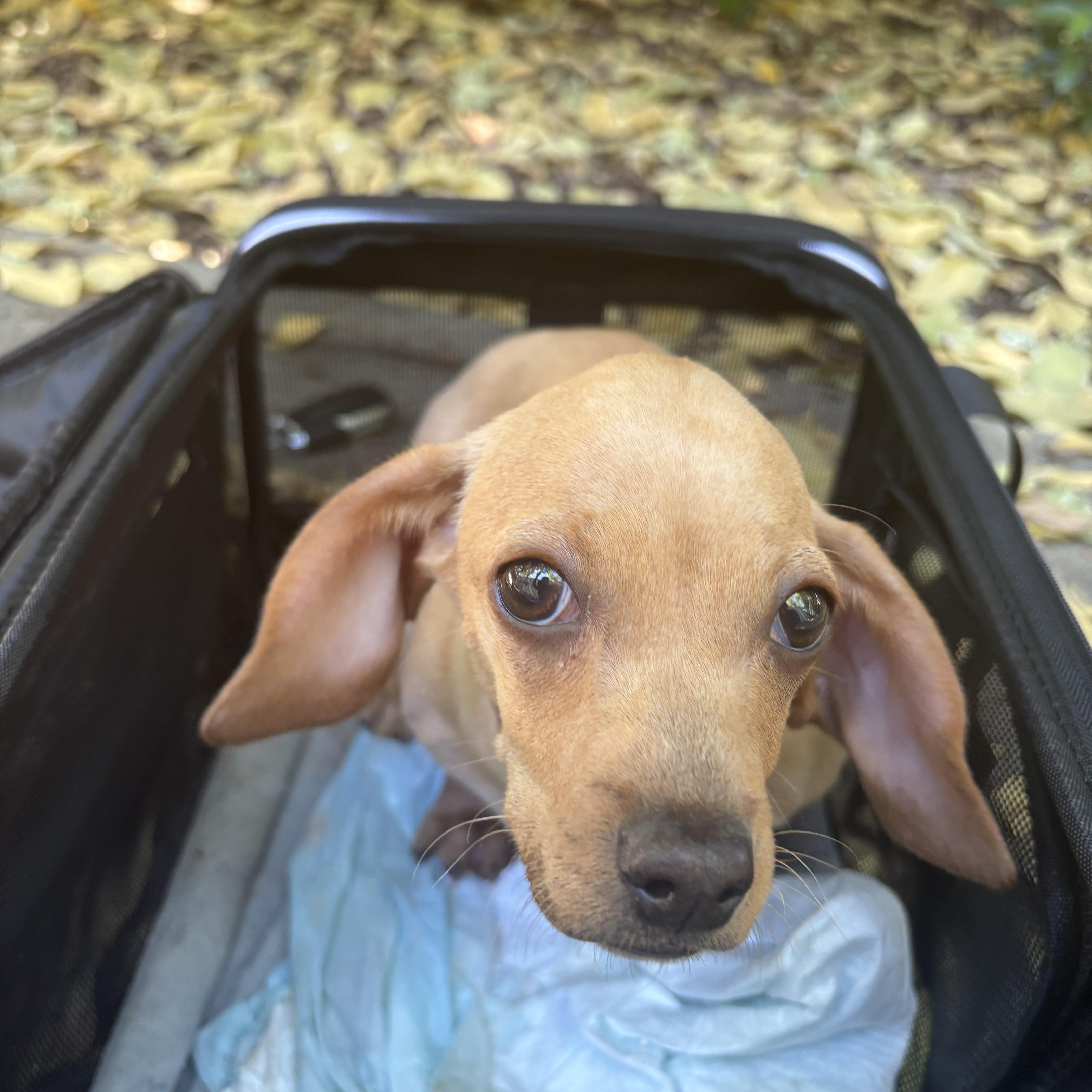 Enlarge Basil , a Adoptable Dachshund in Oakland, CA image 1/5