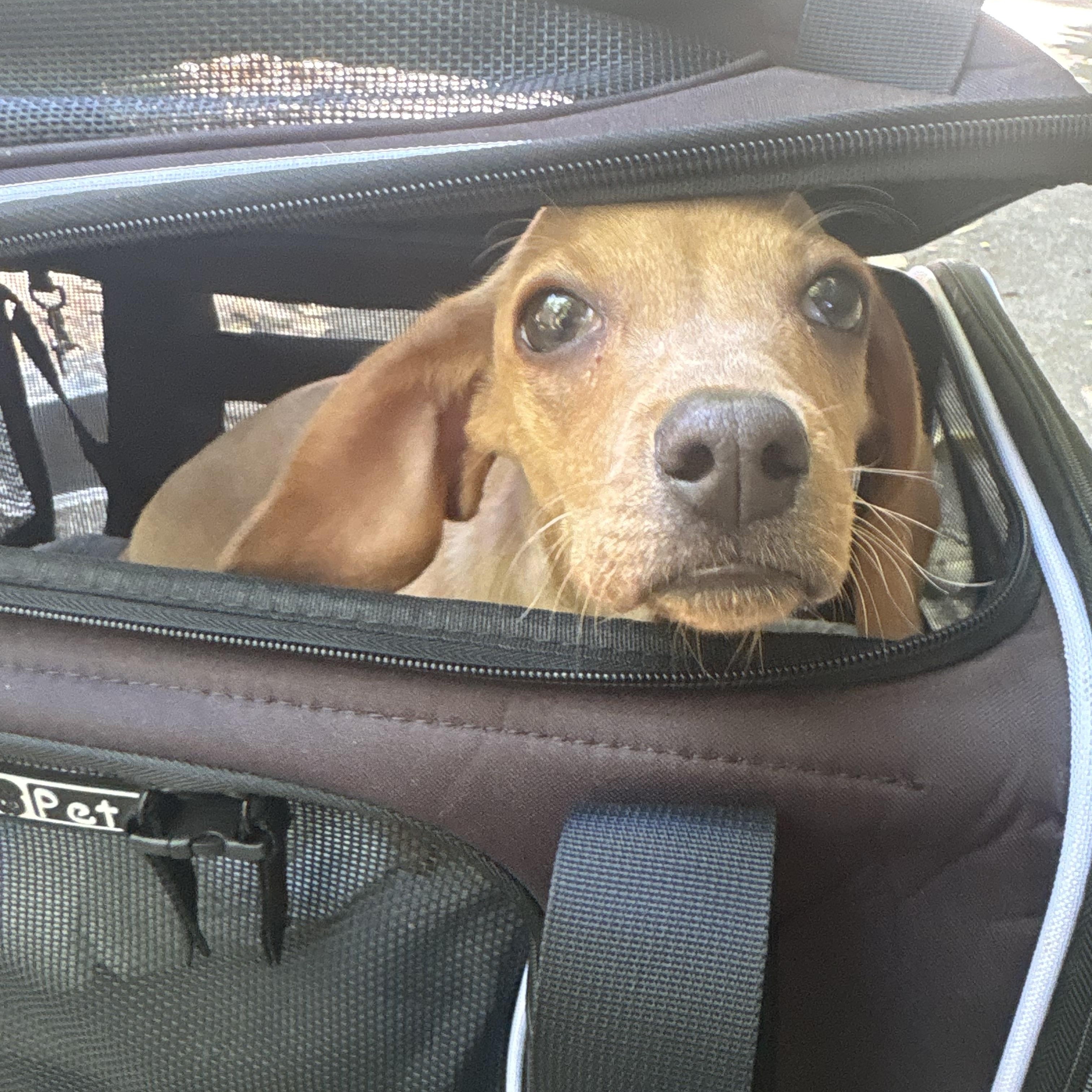Enlarge Basil , a Adoptable Dachshund in Oakland, CA image 5/5