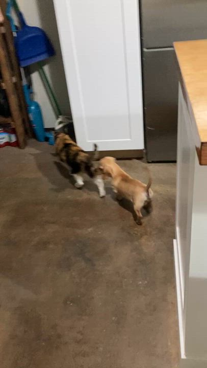 Enlarge Basil , a Adoptable Dachshund in Oakland, CA video 3/5