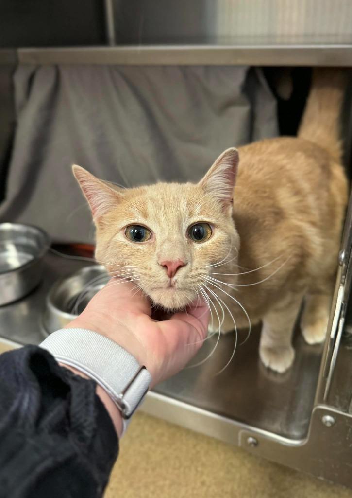 Enlarge Creme de la Creme, a Adoptable mixed breed in Grand Forks, ND image 1/2