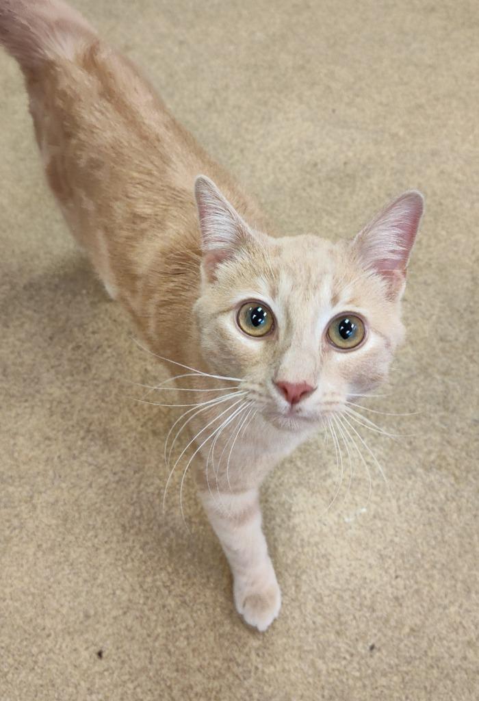 Enlarge Creme de la Creme, a Adoptable mixed breed in Grand Forks, ND image 2/2