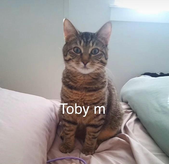 toby, Adoptable, Young Male Domestic Short Hair.