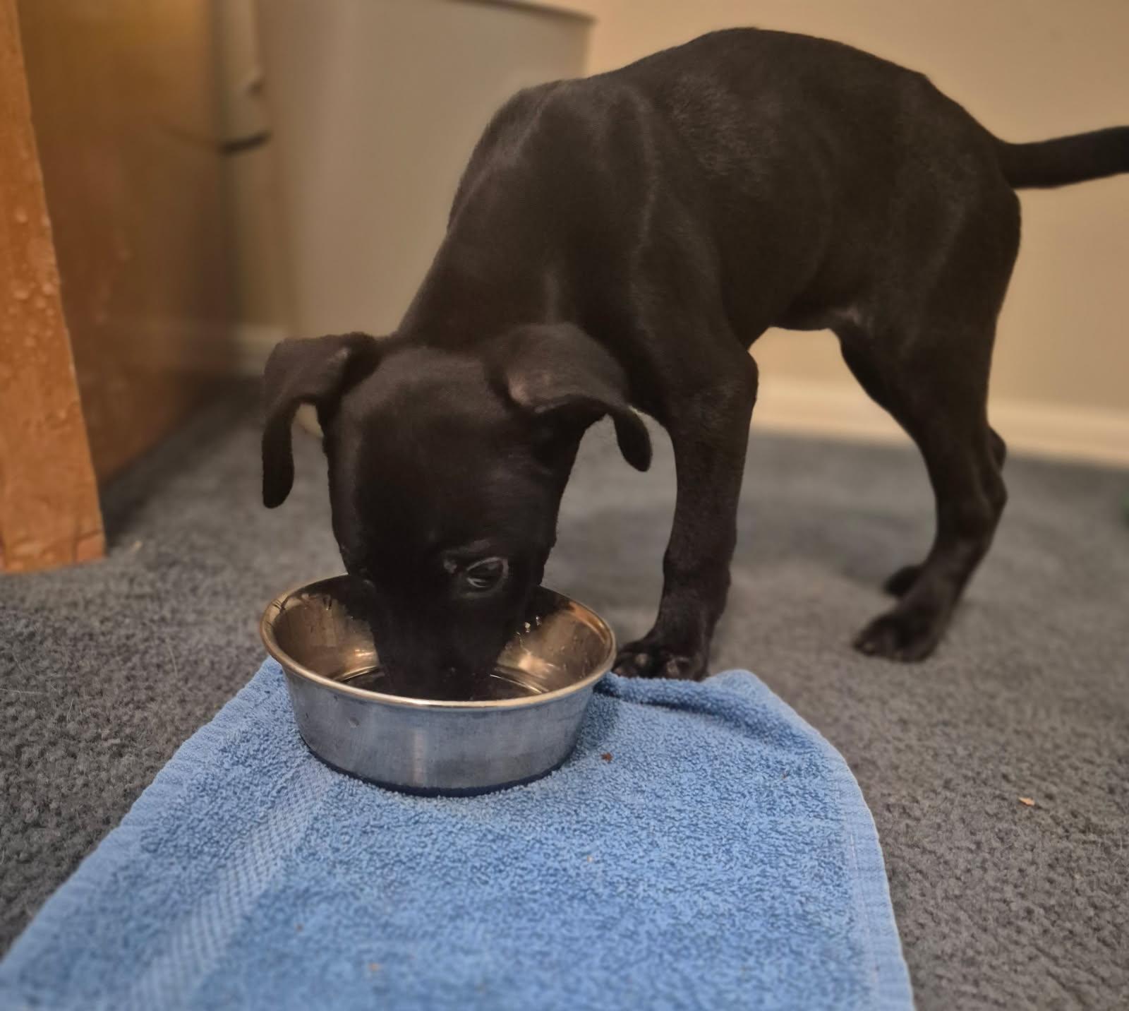 Enlarge Xena, a Adopted Labrador Retriever in Knoxville, TN image 1/4