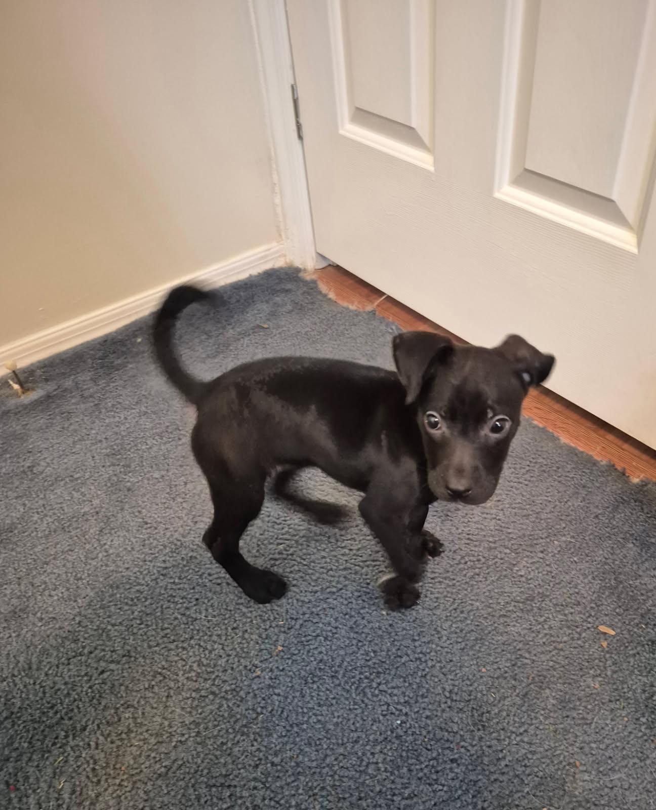 Enlarge Xena, a Adopted Labrador Retriever in Knoxville, TN image 3/4