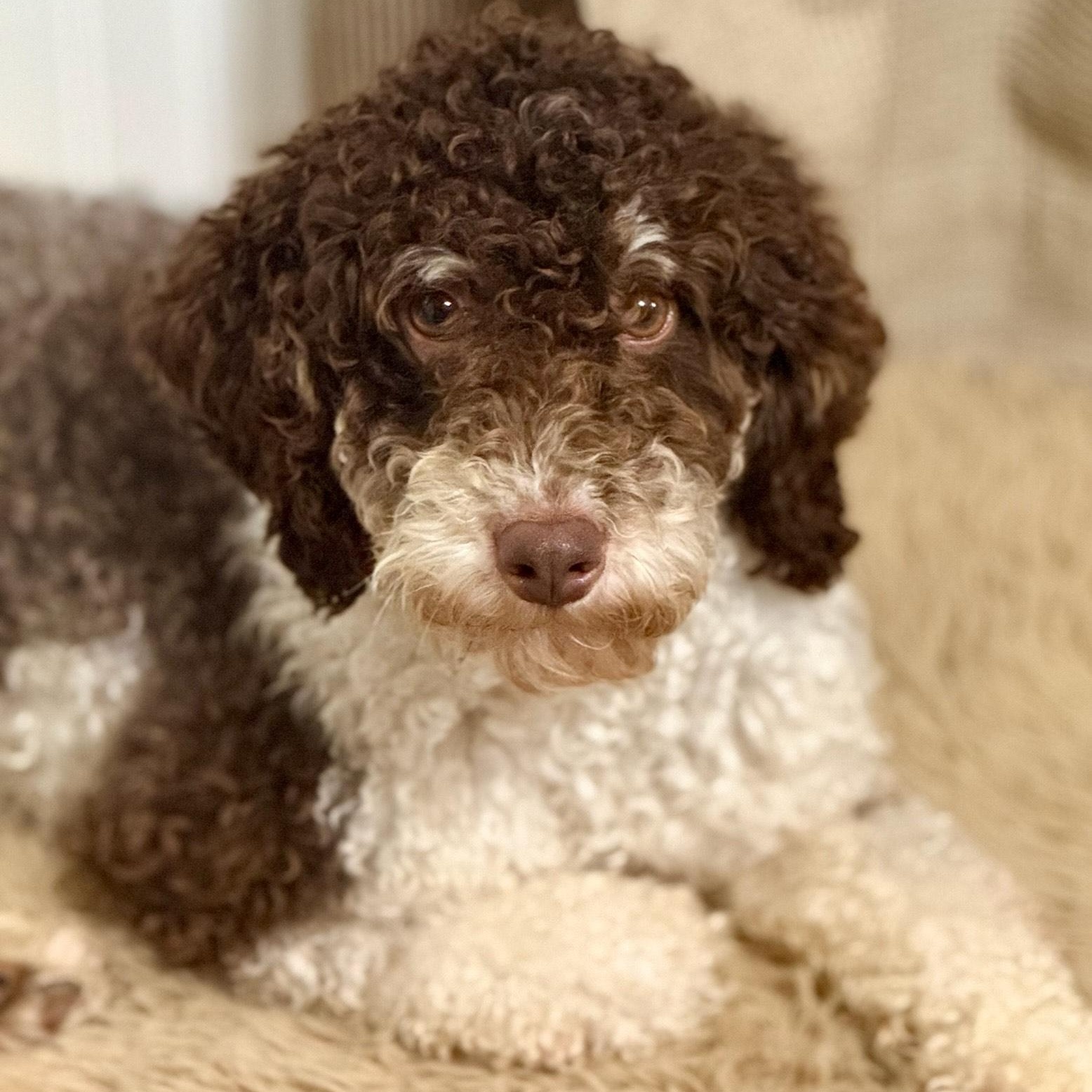 Hunter, a Adoptable Poodle image 1/6