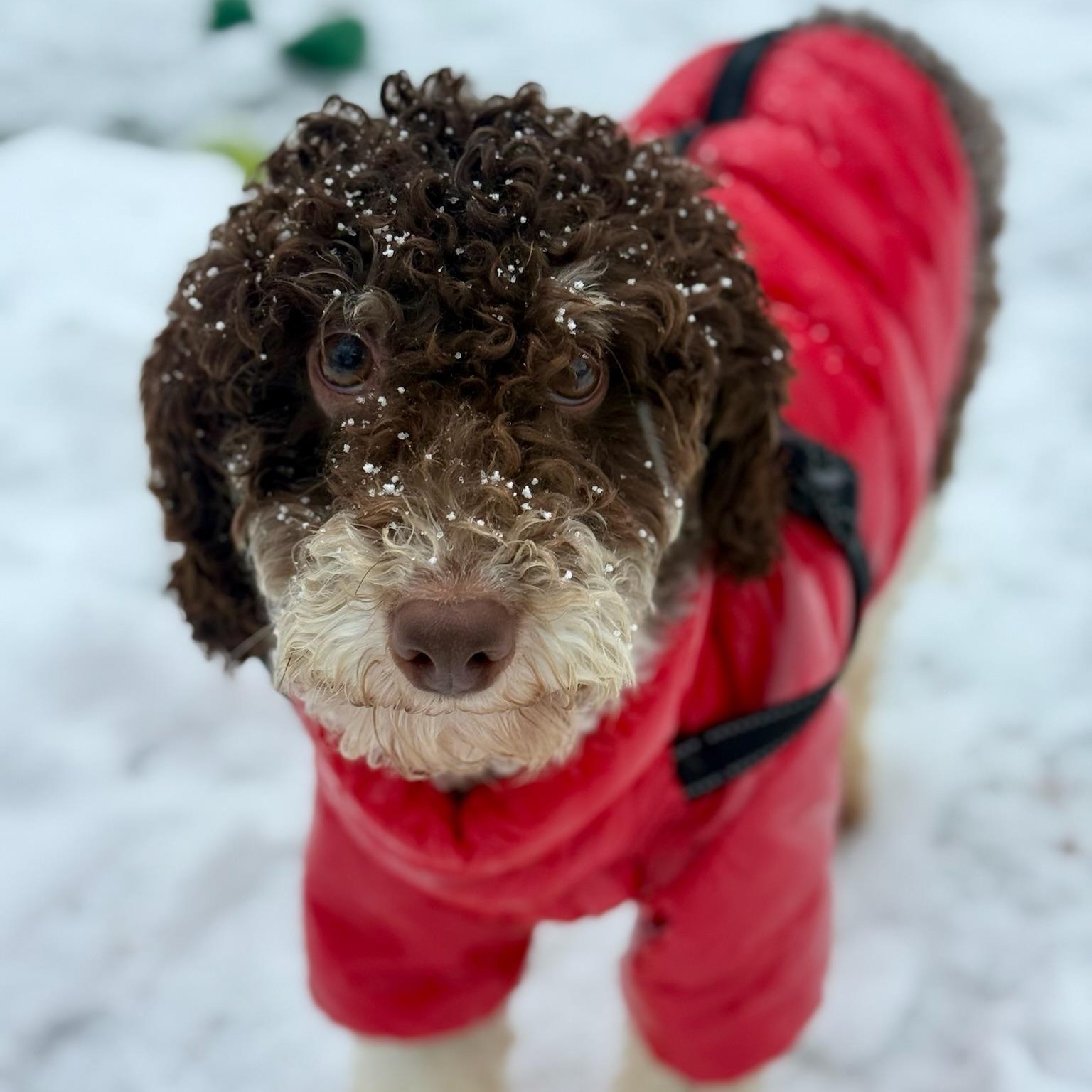 Hunter, a Adoptable Poodle image 2/6