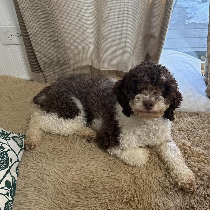 Hunter, a Adoptable Poodle image 3/6