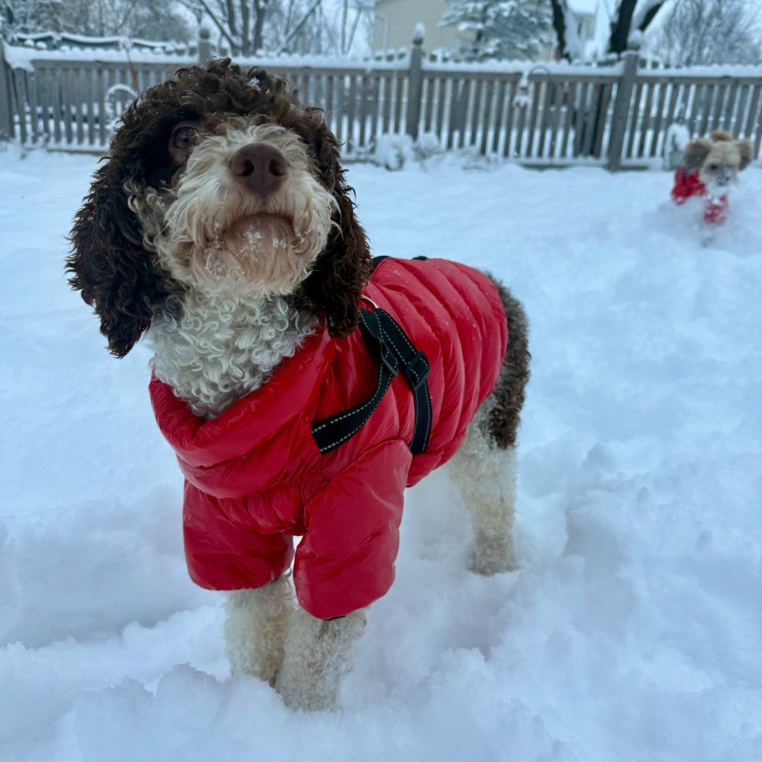 Hunter, a Adoptable Poodle image 4/6