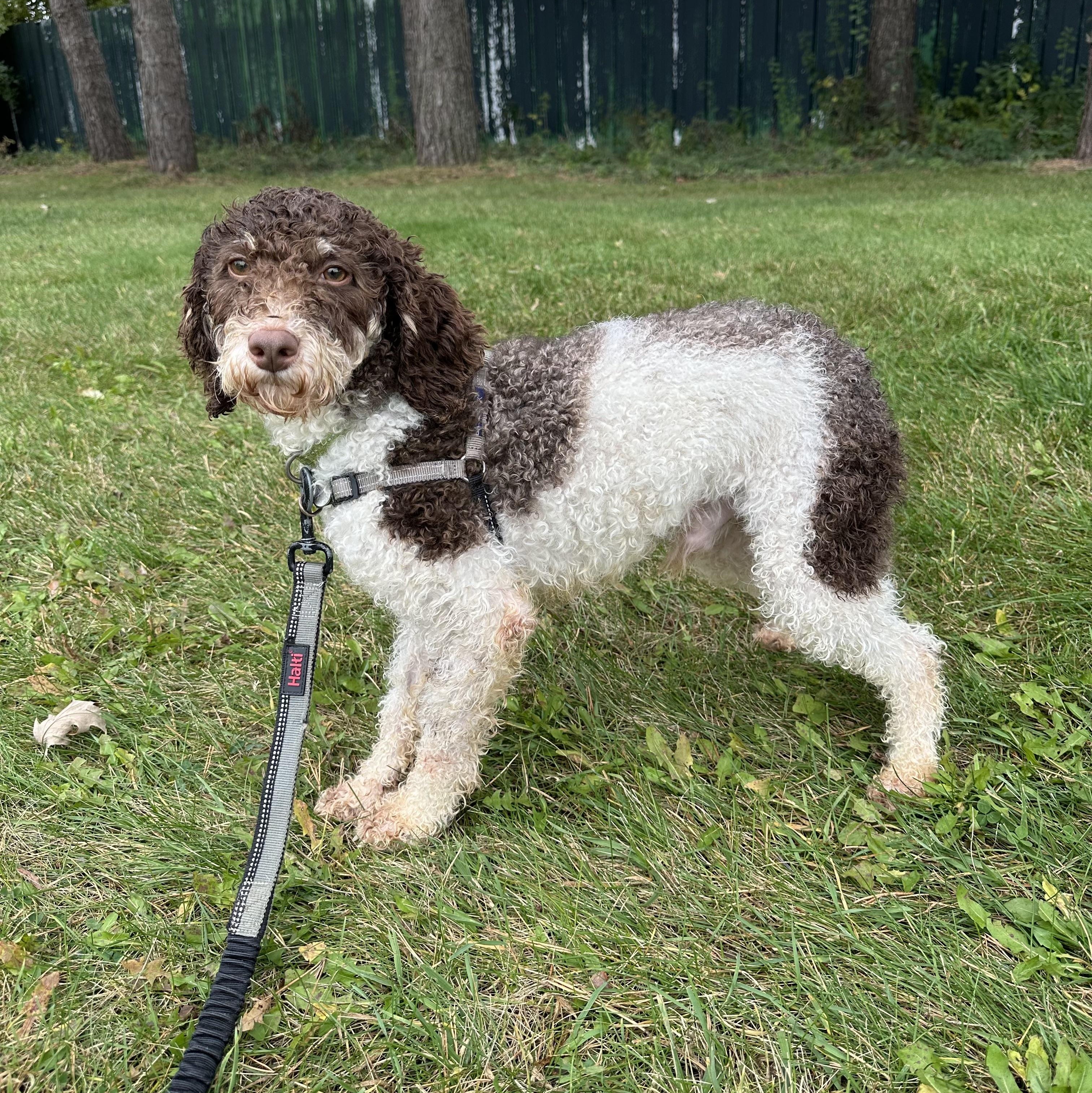 Hunter-Foster Home Needed